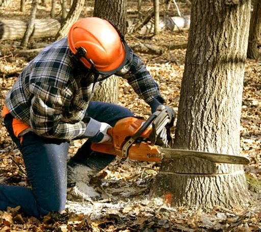 Tree Removal in Bryant, SD